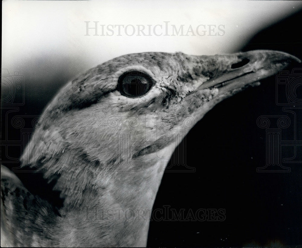 Press Photo One of Europe's rarest birds,a great bustard – Historic Images