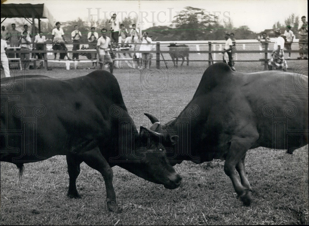 Press Photo Two bulls in a fight - KSB28439-Historic Images