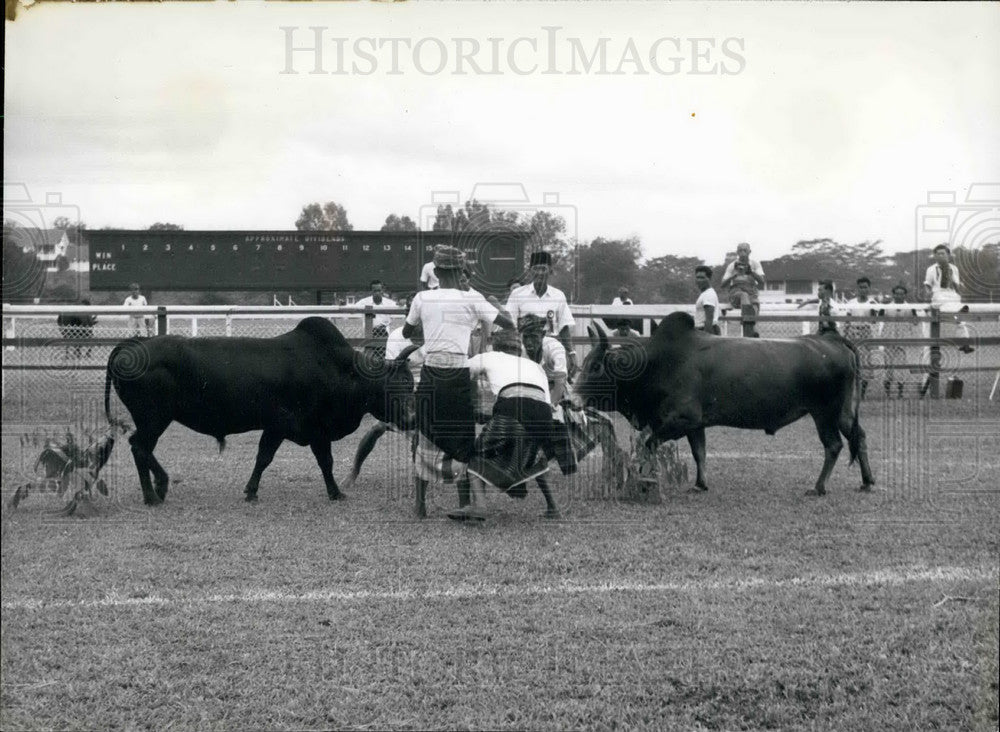 Press Photo Two bulls and some matadors - KSB28441-Historic Images