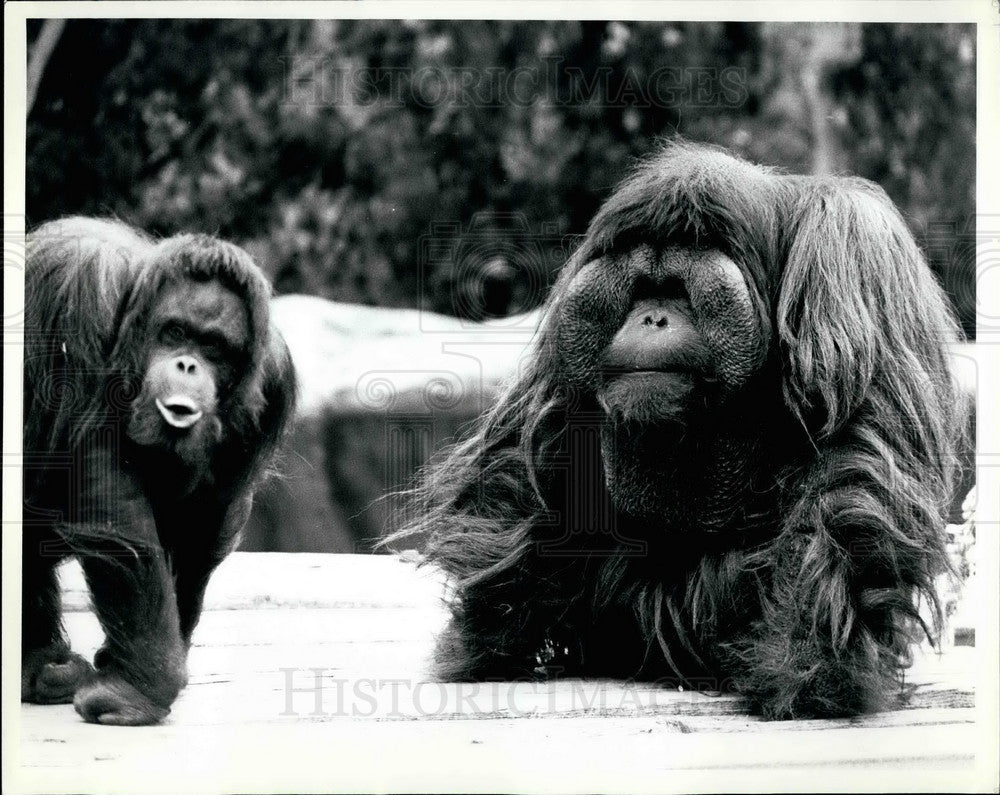 1980, San Diego Zoo ,pair of orangutans - KSB28467 - Historic Images