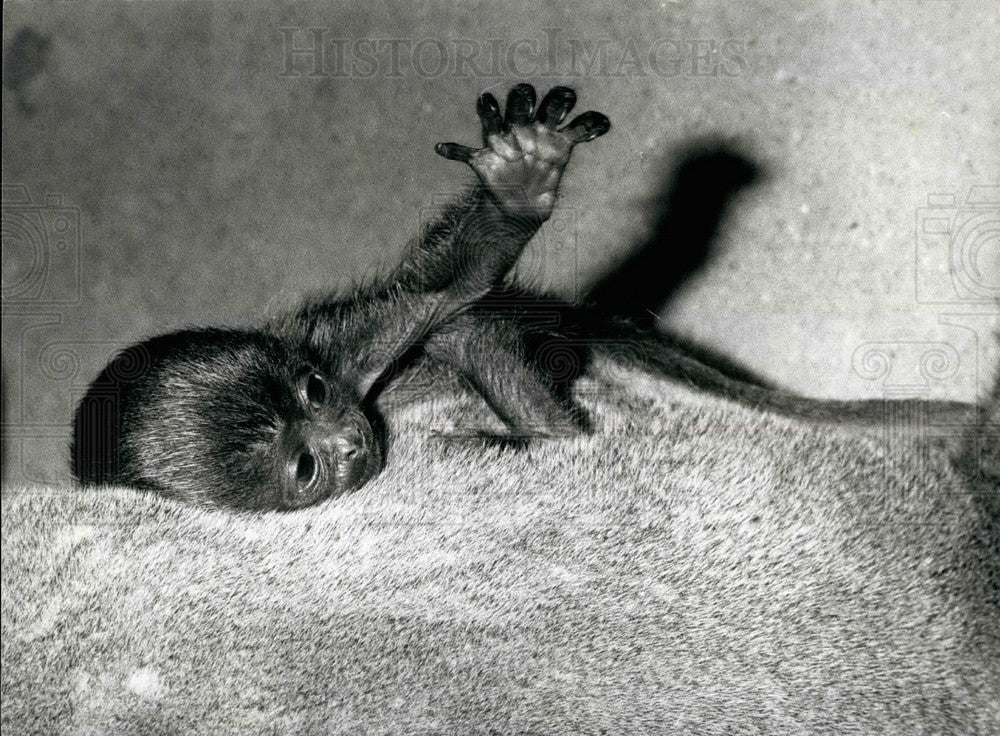 Press Photo Zoo at Basle, Switzerland.baby gorilla - Historic Images