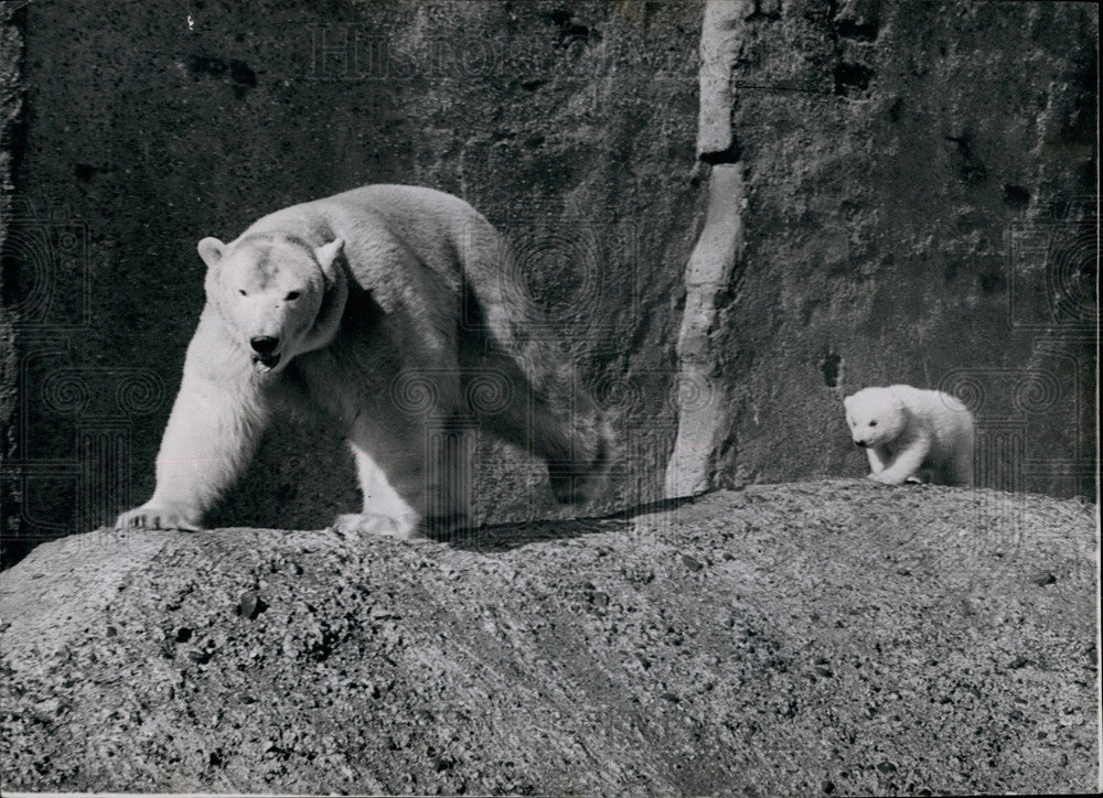 Polar bears at London zoo  - Historic Images