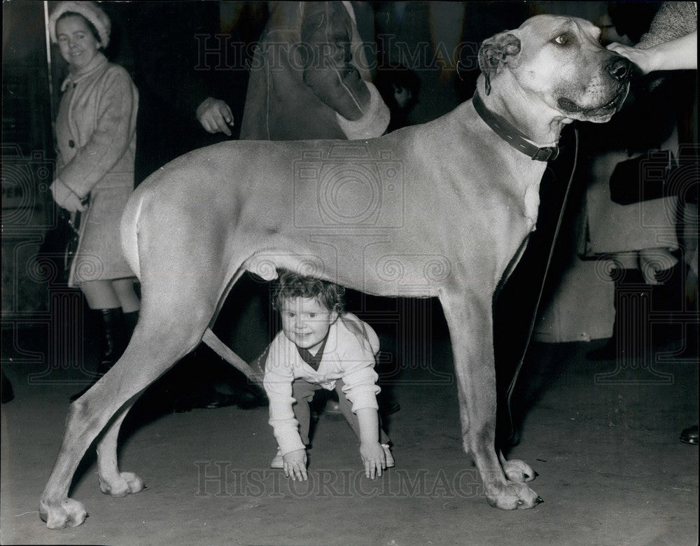 1970 Press Photo Cruft&#39;s Dog show - KSB28519 - Historic Images