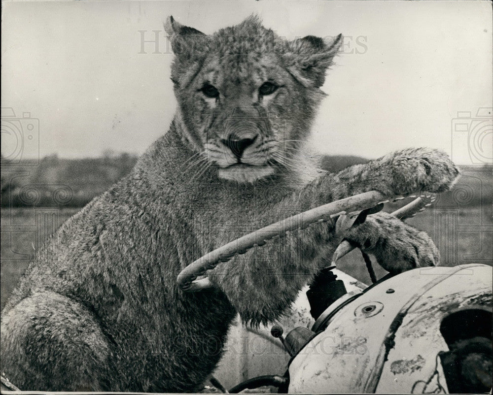 Press Photo A lion cub on a tractor - Historic Images