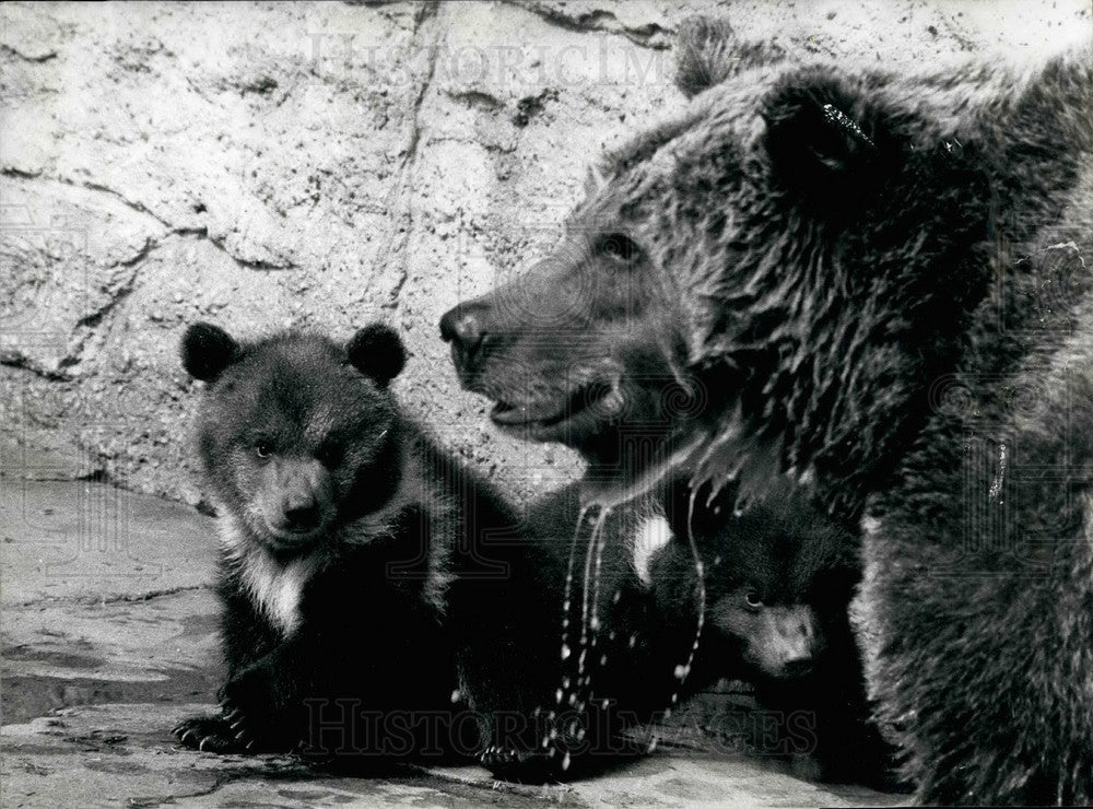 1982 Press Photo Zoo of Basle, Switzerland,Brown bear and her cubs - KSB28529 - Historic Images