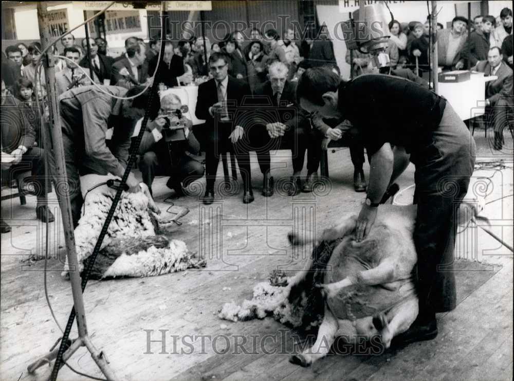 1968 National Sheep Shearing Contest - Historic Images