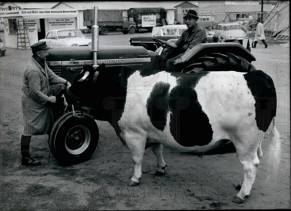 1962 Press Photo Oldest Breeding Bull Shown at German Agriculture Fair - Historic Images