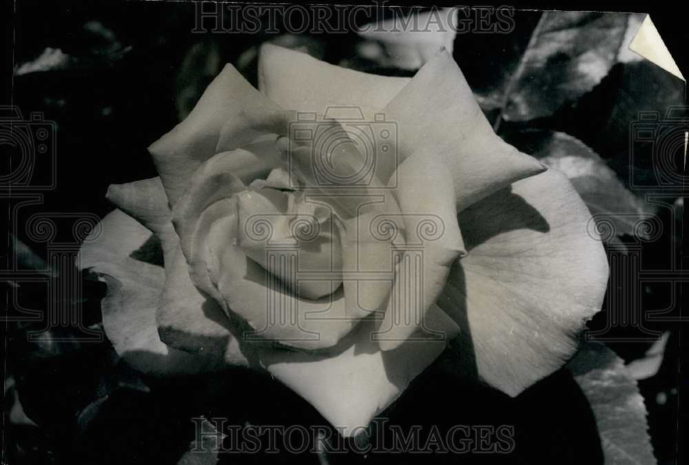 1967 "Antigone" Gold Medal Winner of Rose Contest - Historic Images