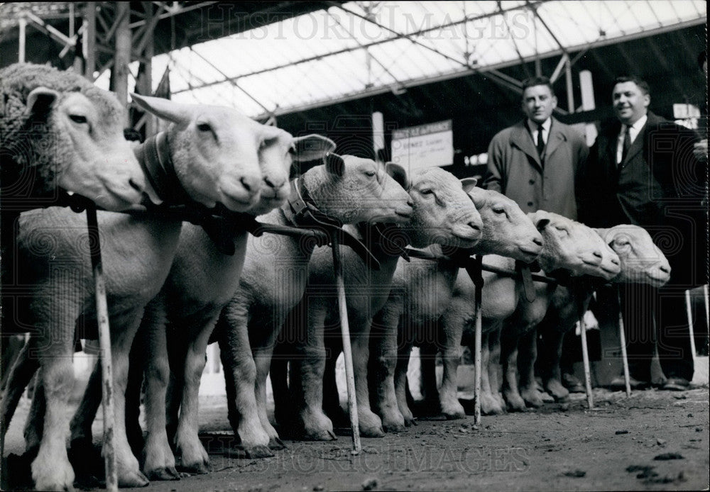 1960 Agricultural show opens in Paris - Historic Images