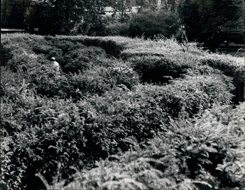Press Photo Hampton Court - KSB30433 - Historic Images