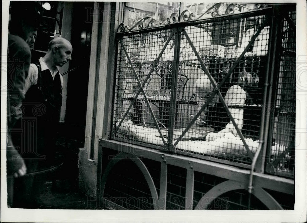 1953, Bus Drivers Stops Smash & Grab Bandits - KSB30607 - Historic Images