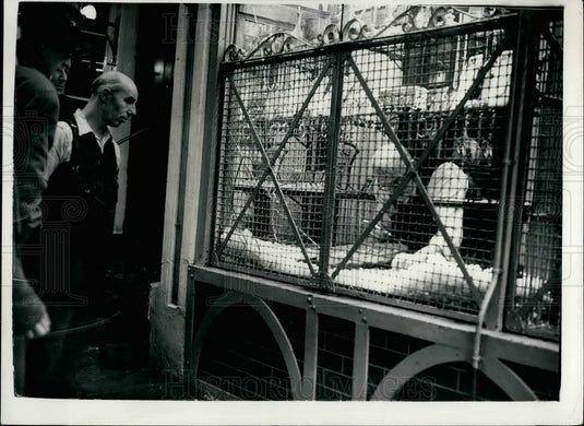 1953, Bus Drivers Stops Smash & Grab Bandits - KSB30607 - Historic Images
