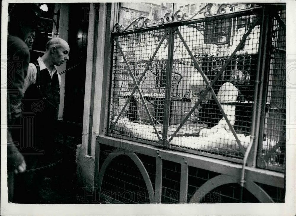 1953 Bus Driver Stops Smash & Grab Bandits - Historic Images