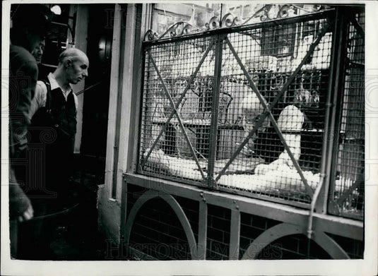 1953 Bus Driver Stops Smash & Grab Bandits - Historic Images