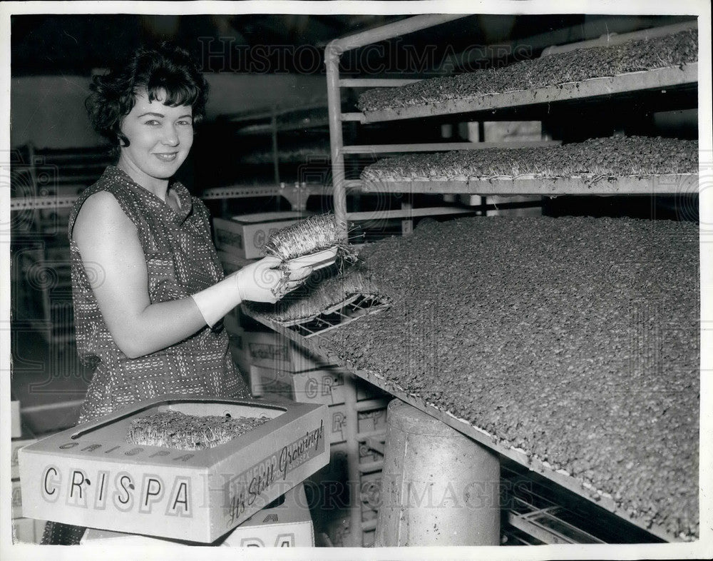 1972 Sandra Linkhorn at Cress growing farm - Historic Images