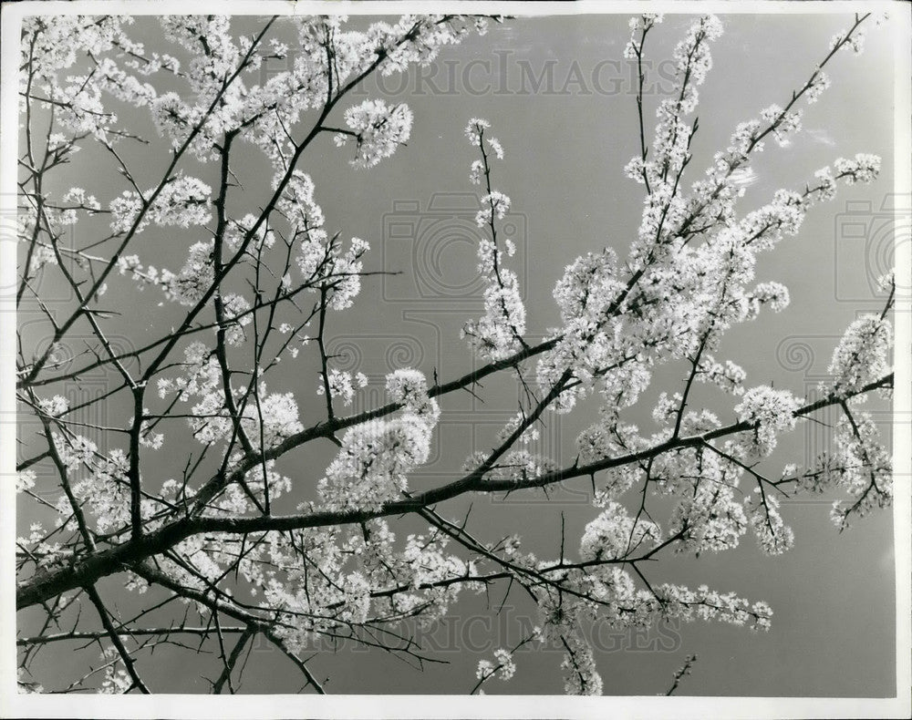 Press Photo Nature&#39;s spring finery--delicate wild plum blossoms - KSB30853-Historic Images