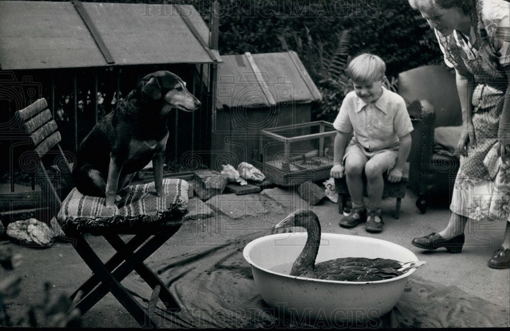 Press Photo Bath Time For Pet Goose Penny - KSB31891 - Historic Images