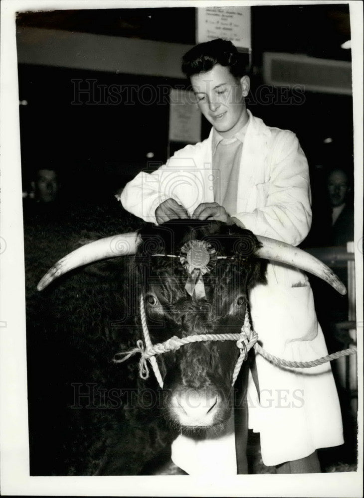 1958 Press Photo John Coad &amp; prize winning Devon steer - KSB34699 - Historic Images