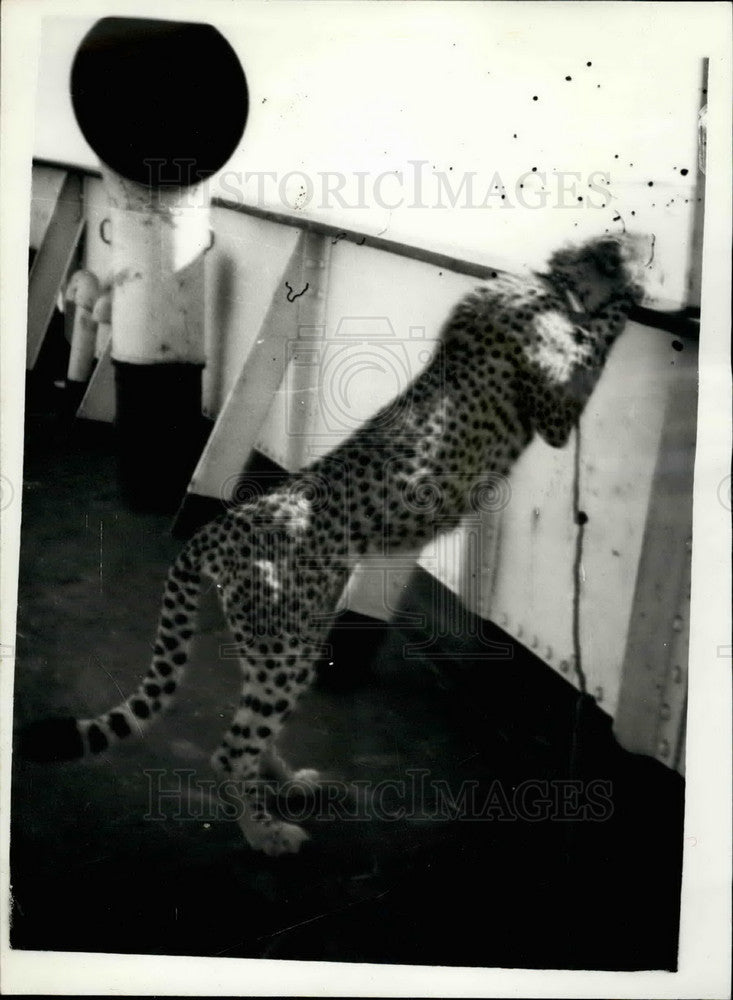 1954 Cheetah Kibu Tethered Rail Ship Tintagel Castle Before Jumping - Historic Images