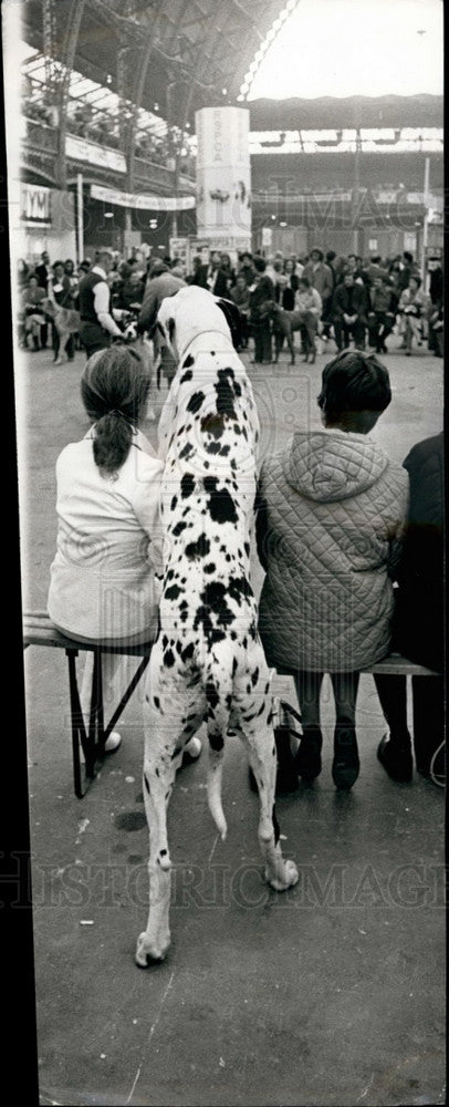 1972 Ark Angelus Harlequin Great Dane Mrs. K. Le Mare Cruft's Show - Historic Images