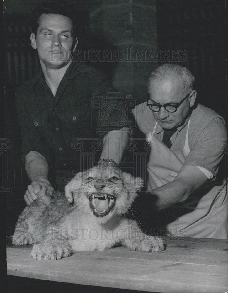 1957 Press Photo Lion Cub Inoculated Nuremberg Zoo - KSB34709-Historic Images