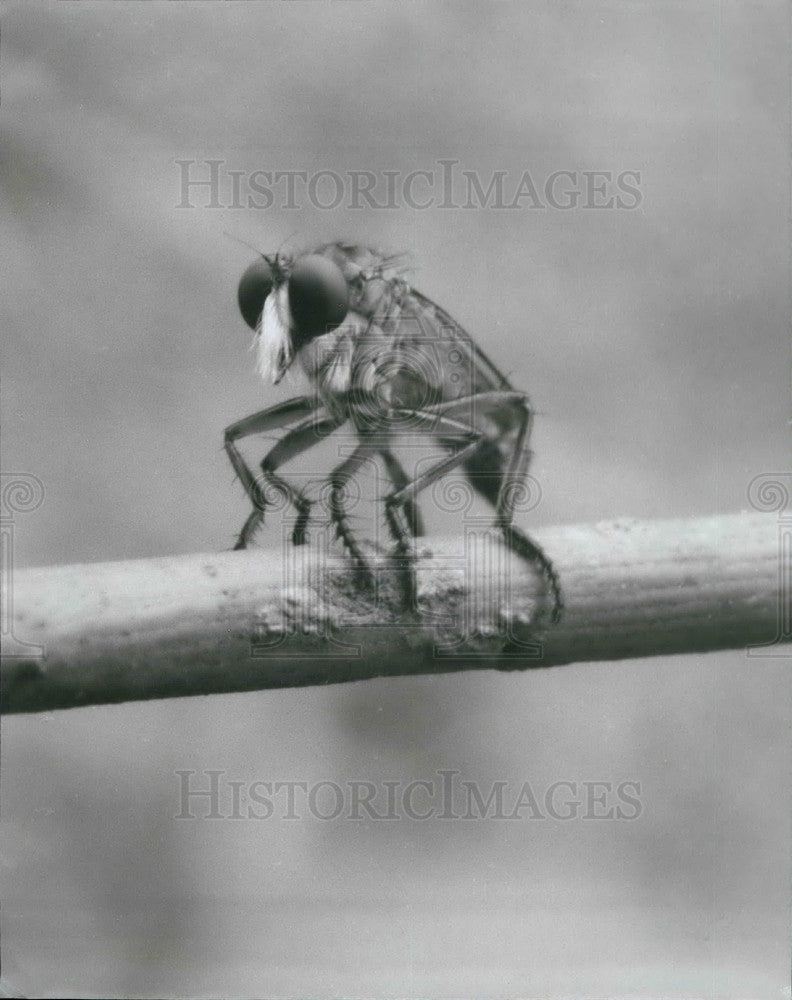 Press Photo An insect seen under magnification - KSB34841 - Historic Images