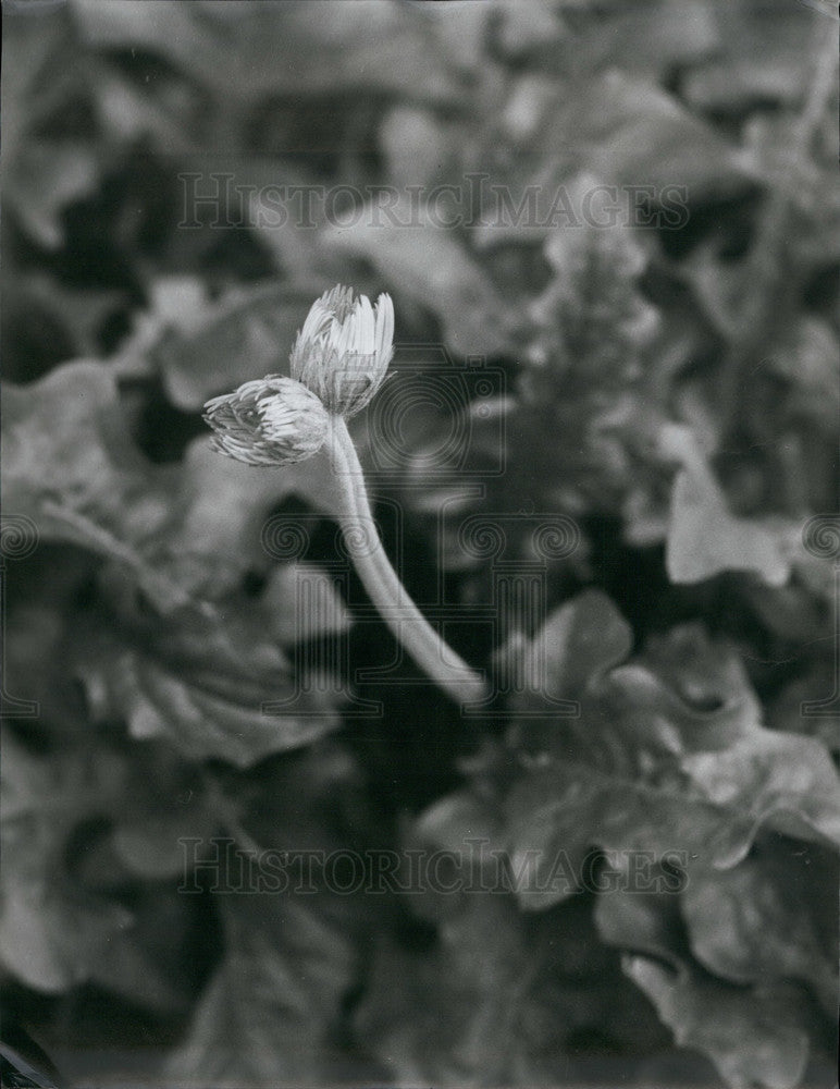 Press Photo Two flower  buds emerged from a single stalk - Historic Images