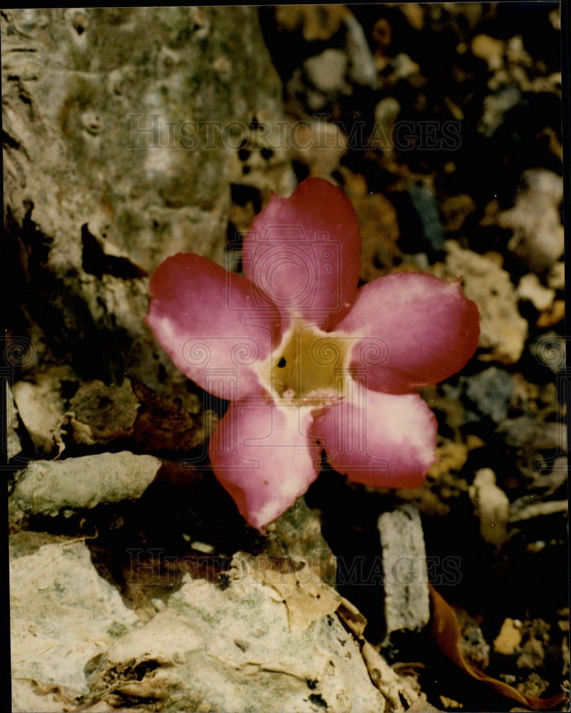 Press Photo A flower growing out of the root - Historic Images