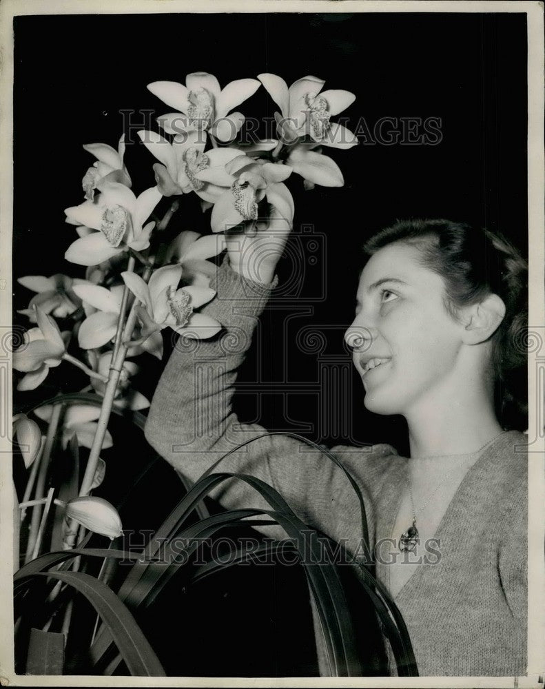 Press Photo British Orchid Growers&#39; Association show - KSB35031 - Historic Images