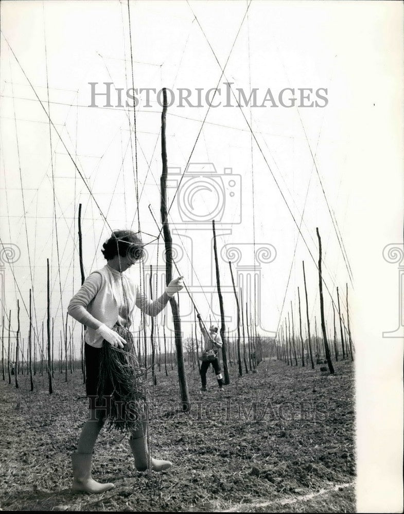 1968, Hop Stringing Competition, Kent - KSB35359 - Historic Images