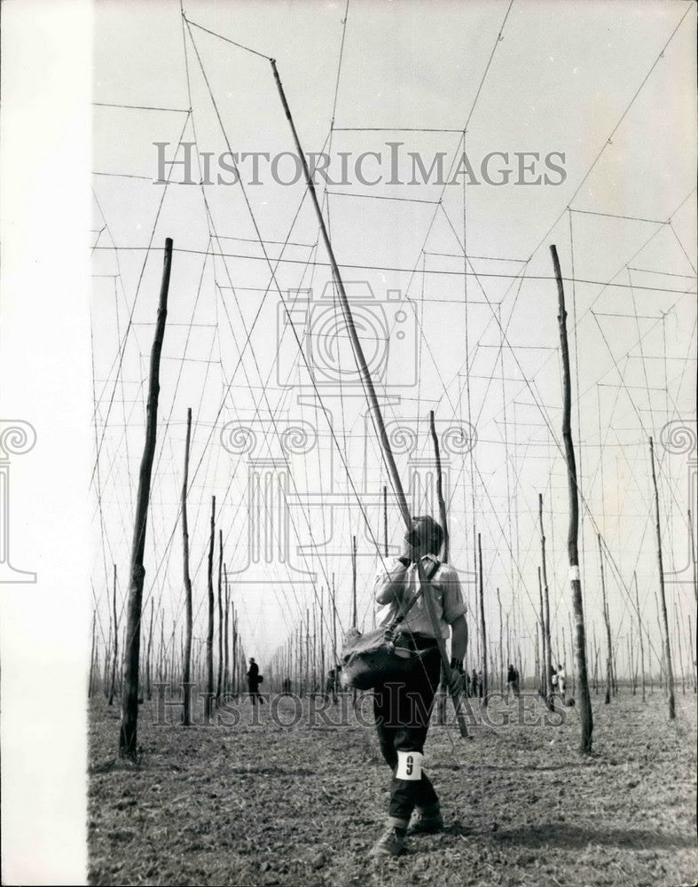 1968 Hop Stringing Competition, Kent  - Historic Images