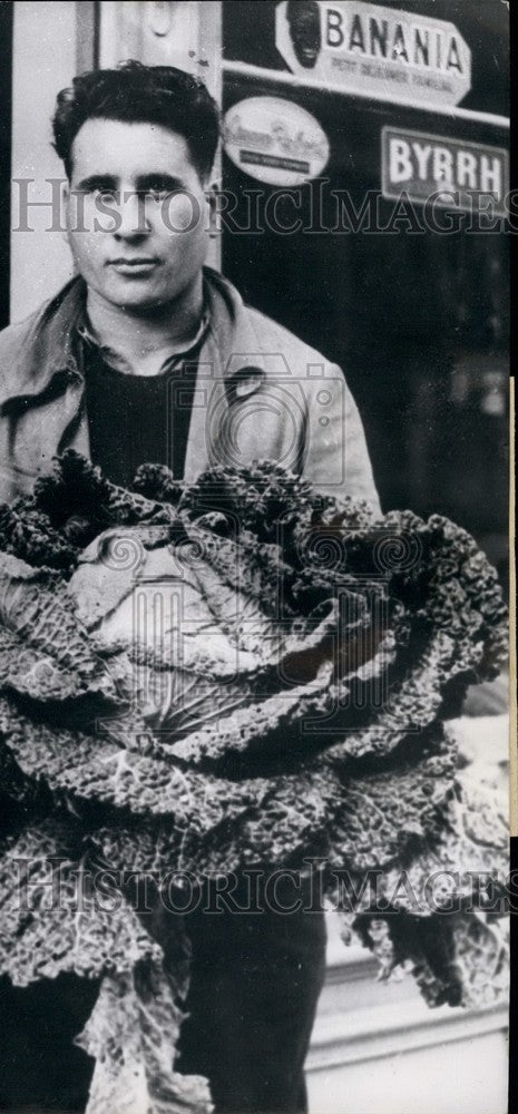 1954, Giant Cabbage Grown By A French Farmer - KSB35651 - Historic Images