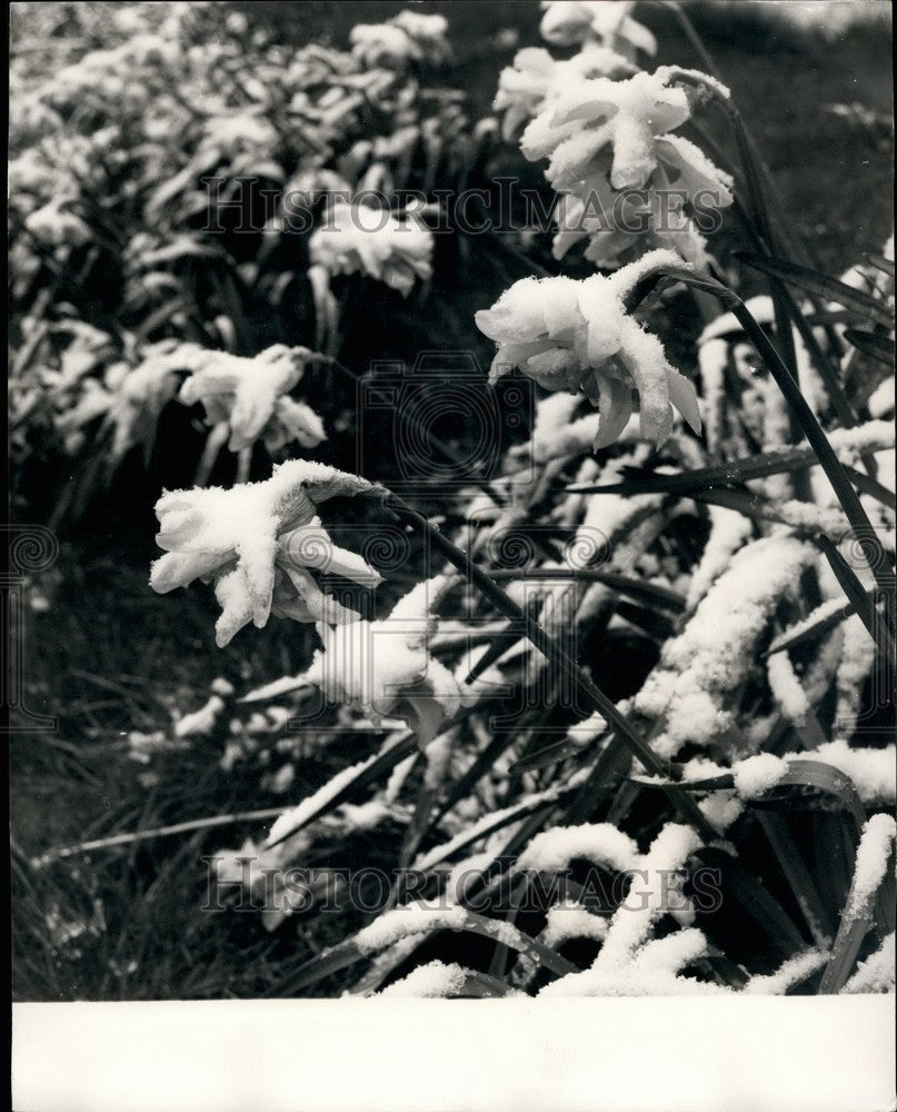 1968 Daffodils In Regents Park After Snow - Historic Images