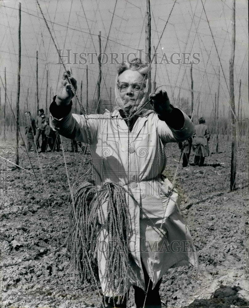 Press Photo Irene Derry shows her Hop Stringing skills - KSB35661 - Historic Images