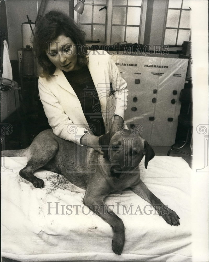 1970, Rosalind Montague and a Labrador retriever - KSB40125 - Historic Images