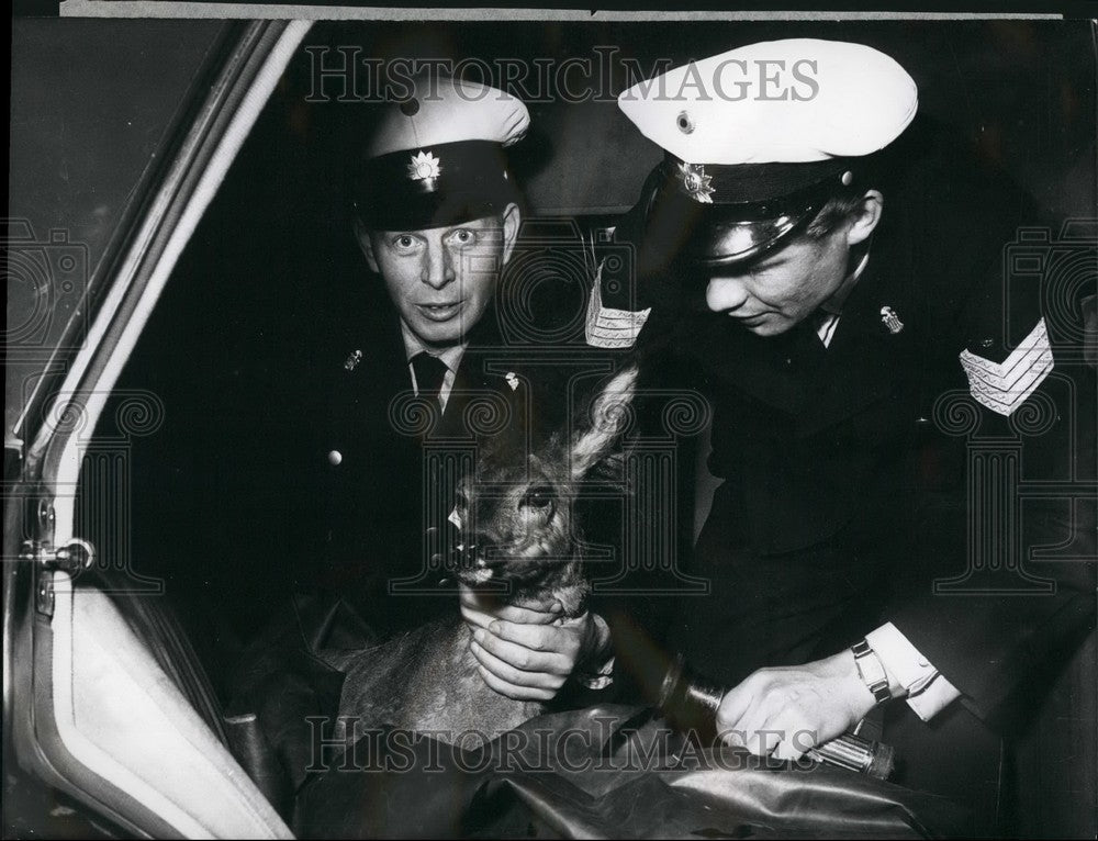 1956 Press Photo Policemen Find Stray Doe - KSB44209-Historic Images