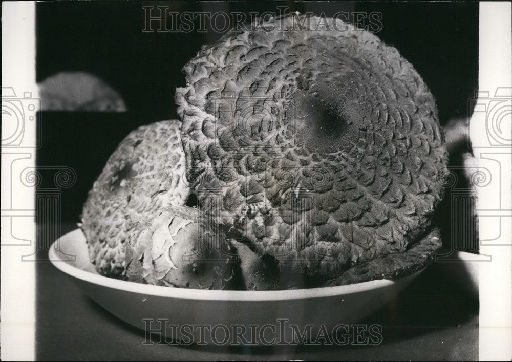 1953 Press Photo Lepiote Rahcodes, Red Colored, this Mushroom is Edible-Historic Images