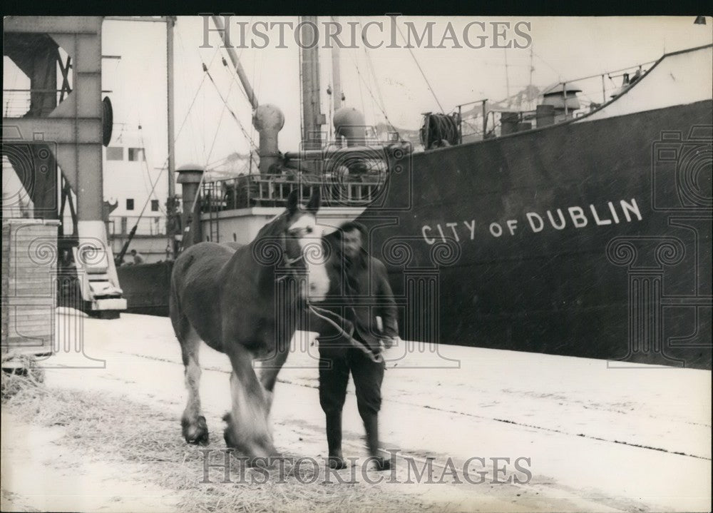 1960 Press Photo Horse Unloaded From Boat City Dublin Dieppe - Historic Images