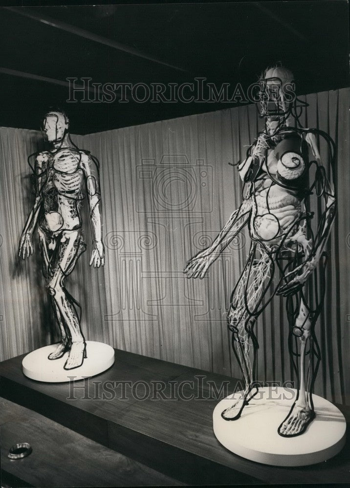 1966 Press Photo Science Museum:,New Exhibit of human interiors - KSB54959 - Historic Images