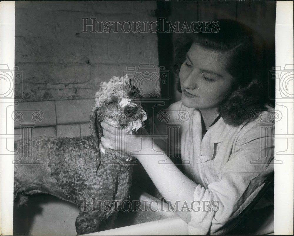 Dog being bathed &amp; groomed-Historic Images