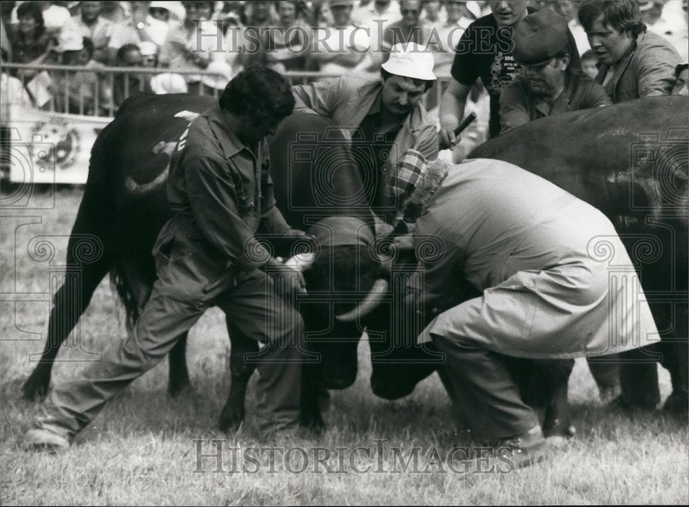 Press Photo Cow Fighting Is An Old Tradition In Switzerland - KSB57711-Historic Images