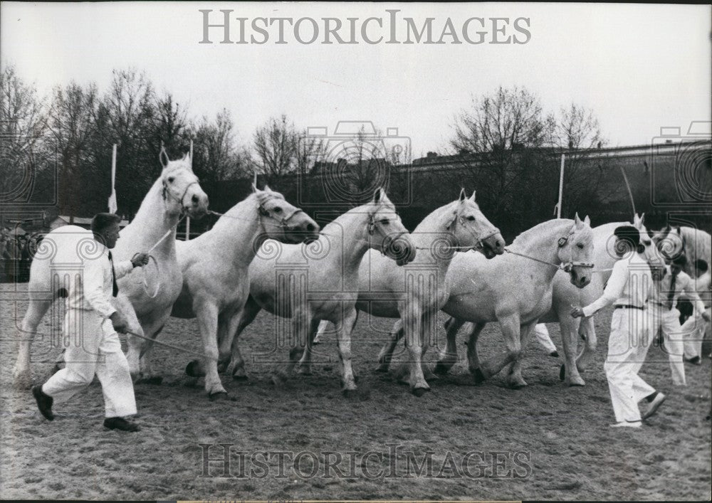 1957 Press Photo President Cotysee Prized animals (oxen, cows and horses)-Historic Images