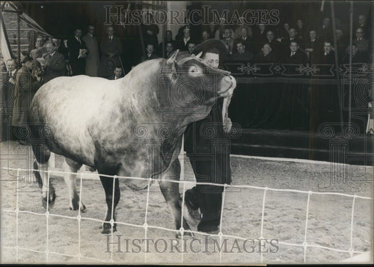 1957 Prized Ox at Agricultural Show at  the Porte De Versailles - Historic Images