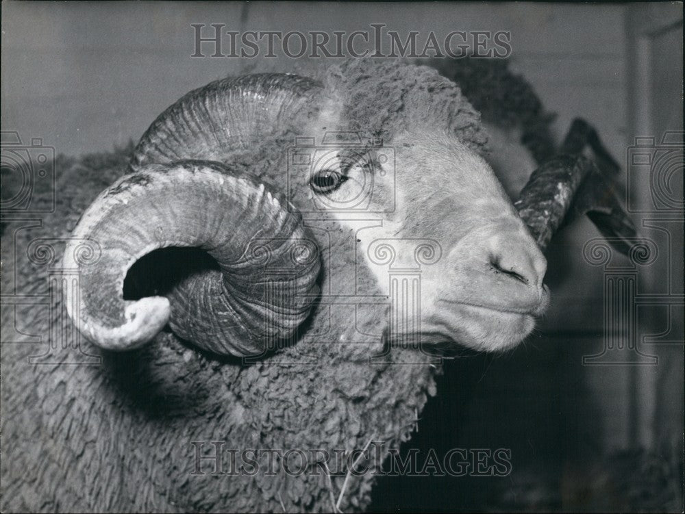 1960 Press Photo Merino Ram At Agriculture Show In Paris - KSB58543-Historic Images