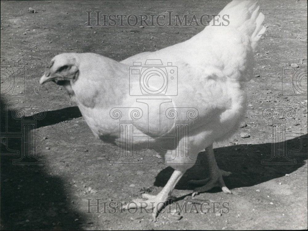 1966  Switzerland hen lays eggs wt 180 grams regular egg wt 50 grams - Historic Images