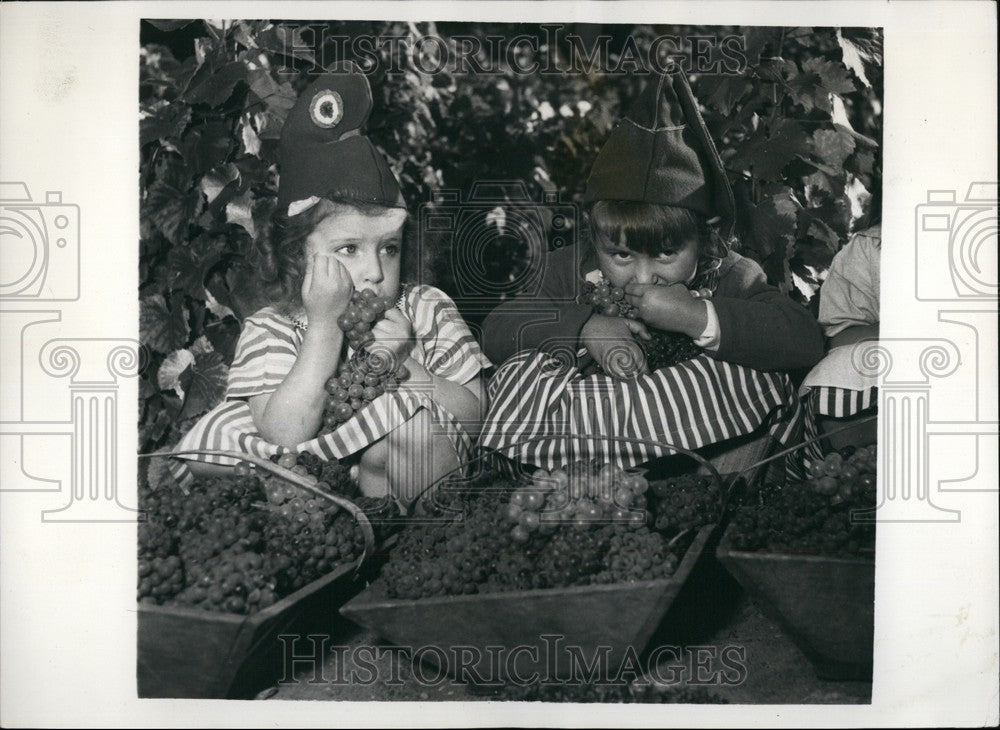 1955 Press Photo Grape harvesting in Montmartre,France - KSB58867 - Historic Images