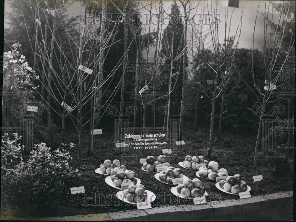 1953 Food display for "Greek Week" - Historic Images
