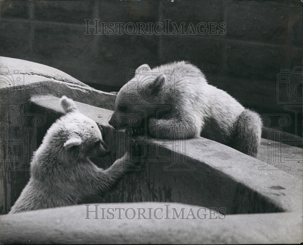  Natta Leans Over Parapet and Looks Conversationally At Companion - Historic Images