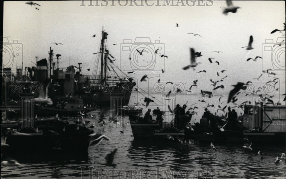 1970 Press Photo Fishing, The Main Industry Of Penco, Chile - KSB61193-Historic Images