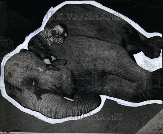 Press Photo Yvonne stretches out, thumb in mouth, on the soft warm neck of kam - Historic Images